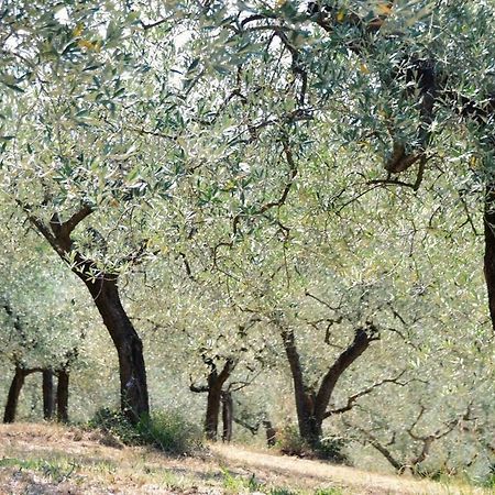 أسيسي B&B Lavanda E Rosmarino المظهر الخارجي الصورة