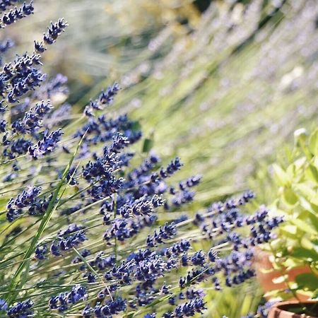 أسيسي B&B Lavanda E Rosmarino المظهر الخارجي الصورة