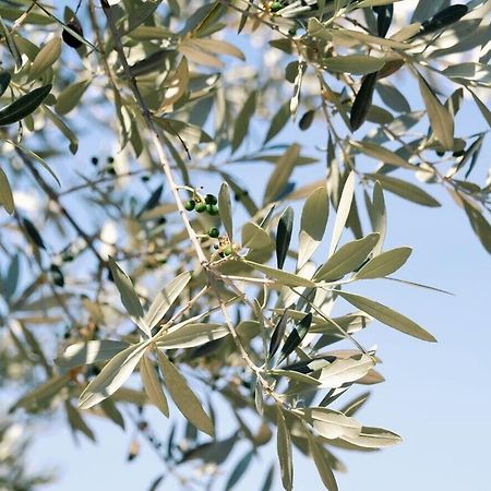 أسيسي B&B Lavanda E Rosmarino المظهر الخارجي الصورة