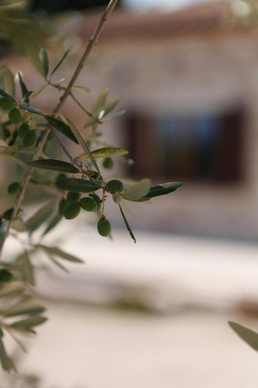 أسيسي B&B Lavanda E Rosmarino المظهر الخارجي الصورة