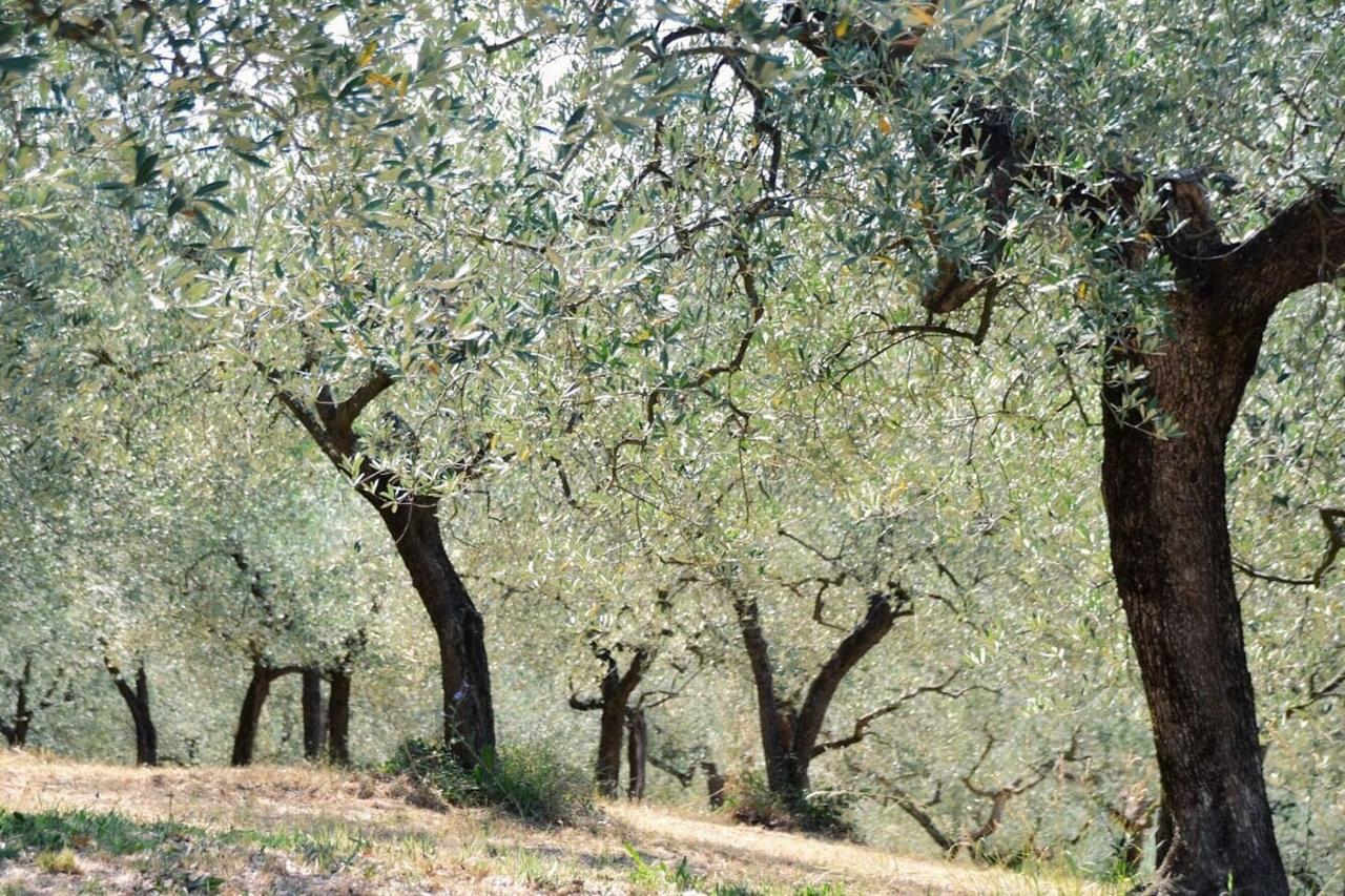 أسيسي B&B Lavanda E Rosmarino المظهر الخارجي الصورة