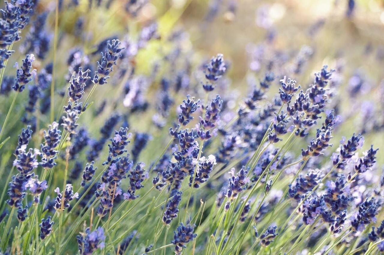 أسيسي B&B Lavanda E Rosmarino المظهر الخارجي الصورة